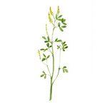 Melilotus officinalis